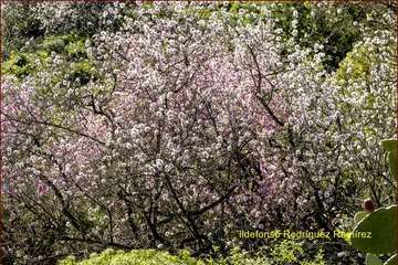 Manto de tonos blancos y rosas en Gran Canaria (Reportaje gráfico de Ildefonso Rodríguez)